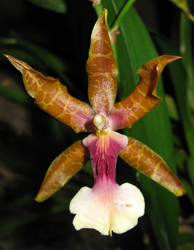 Hoa Lan Miltonia